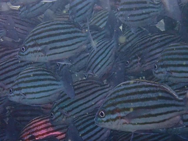 Click to View Bronze-striped Grunt<br><span style='font-size:12px'><i>Dave & Rose</i></span>