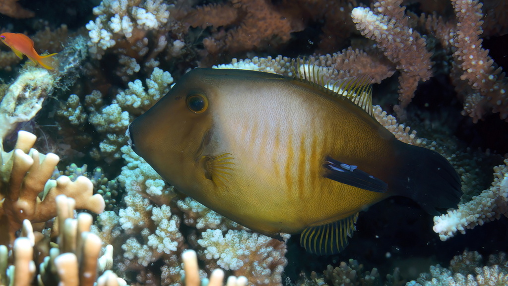Click to View Broom Filefish<br><span style='font-size:12px'><i>iNaturalist</i></span>