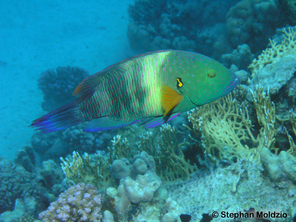 Click to View Broomtail Wrasse<br><span style='font-size:12px'><i>Fishbase</i></span>