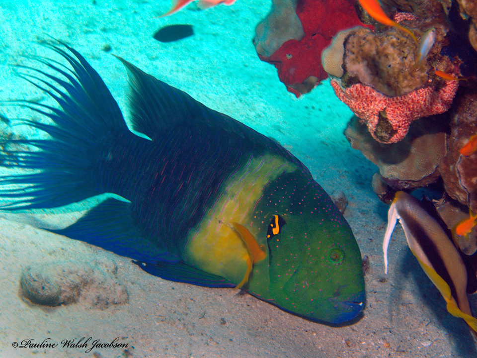 Click to View Broomtail Wrasse<br><span style='font-size:12px'><i>Fishbase</i></span>