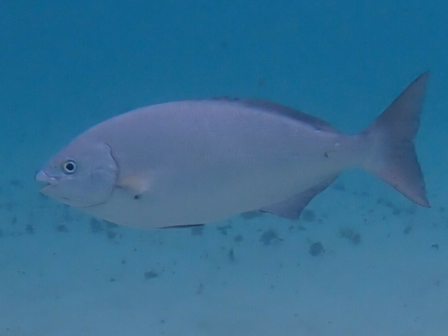 Click to View Brown Chub<br><span style='font-size:12px'><i>iNaturalist</i></span>