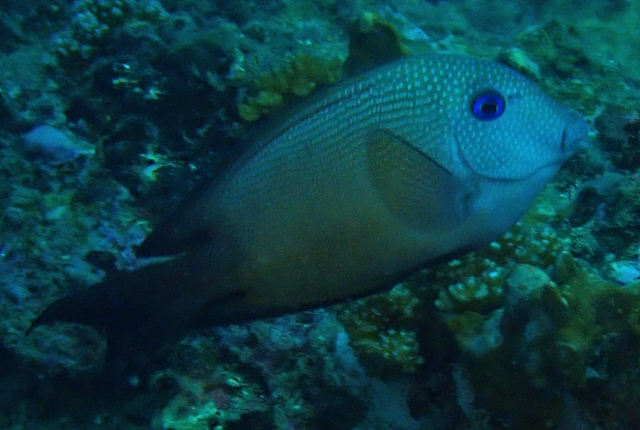 Click to View Brown Surgeonfish<br><span style='font-size:12px'><i>Dave & Rose</i></span>
