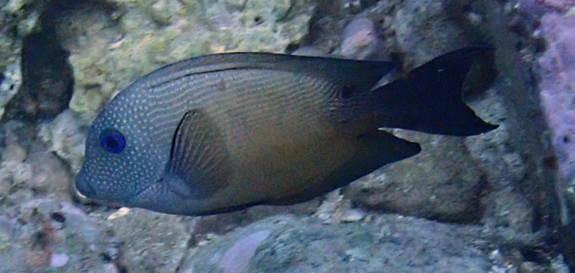 Click to View Brown Surgeonfish<br><span style='font-size:12px'><i>Dave & Rose</i></span>
