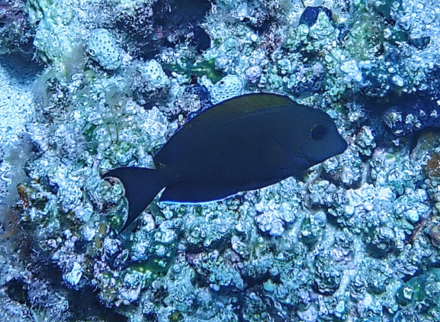 Click to View Brown Surgeonfish<br><span style='font-size:12px'><i>Dave & Rose</i></span>