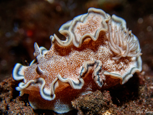 Click to View Brown-edge Glossodorid<br><span style='font-size:12px'><i>iNaturalist</i></span>