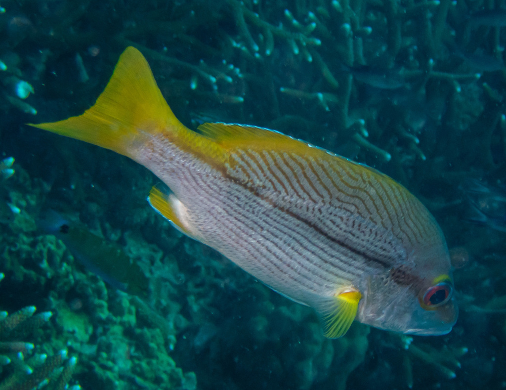 Click to View Brownstripe Snapper<br><span style='font-size:12px'><i>iNaturalist</i></span>