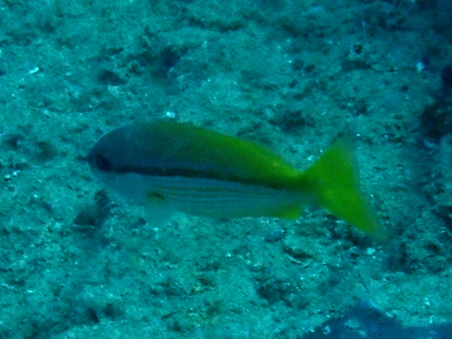 Click to View Brownstripe Snapper<br><span style='font-size:12px'><i>Dave & Rose</i></span>