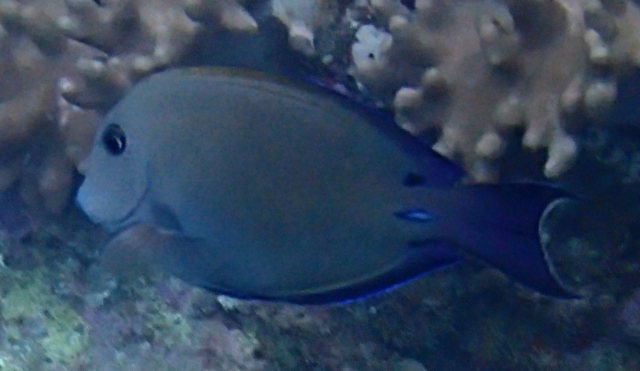 Click to View Brown Surgeonfish<br><span style='font-size:12px'><i>Dave & Rose</i></span>