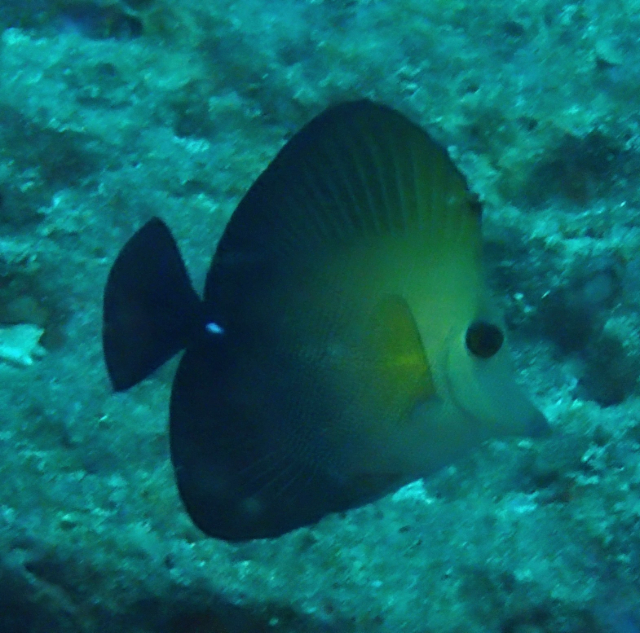 Click to View Brushtail Tang<br><span style='font-size:12px'><i>Dave & Rose</i></span>