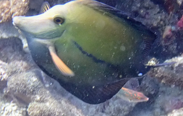 Click to View Brushtail Tang<br><span style='font-size:12px'><i>Dave & Rose</i></span>