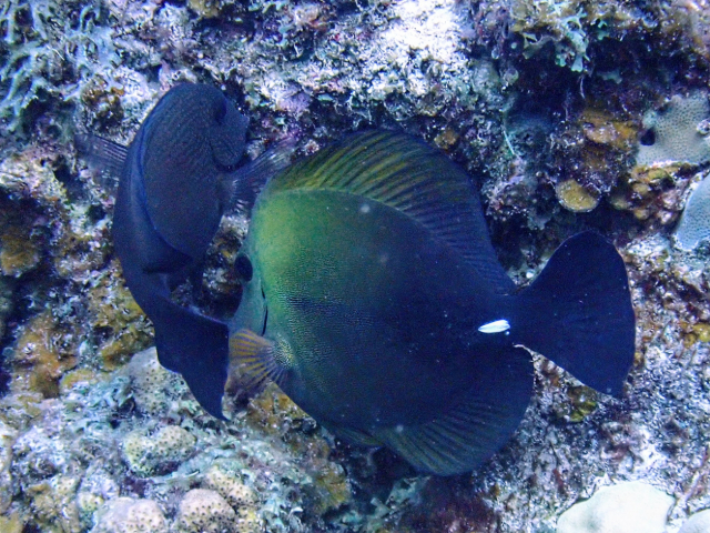 Click to View Brushtail Tang<br><span style='font-size:12px'><i>Dave & Rose</i></span>