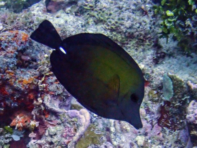 Click to View Brushtail Tang<br><span style='font-size:12px'><i>Dave & Rose</i></span>