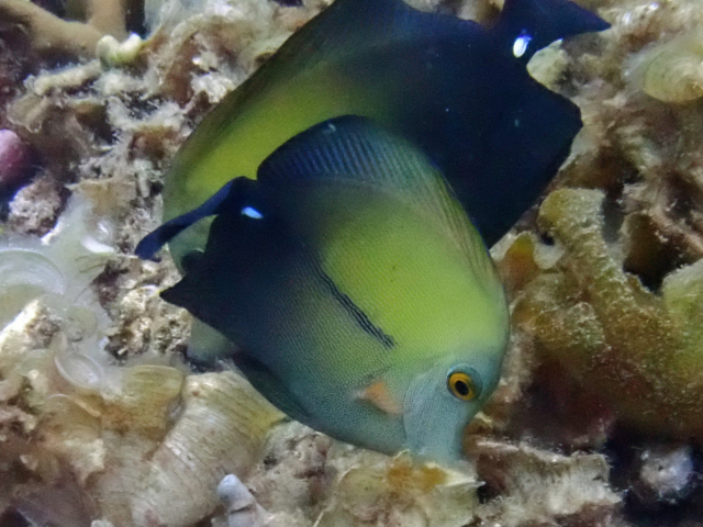 Click to View Brushtail Tang<br><span style='font-size:12px'><i>Dave & Rose</i></span>