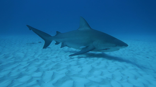 Click to View Bull Shark<br><span style='font-size:12px'><i>iNaturalist</i></span>