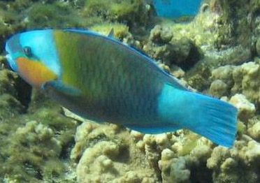 Click to View Bullethead Parrotfish<br><span style='font-size:12px'><i>Fishbase</i></span>