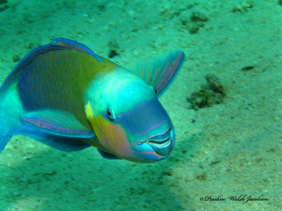 Click to View Bullethead Parrotfish<br><span style='font-size:12px'><i>Fishbase</i></span>