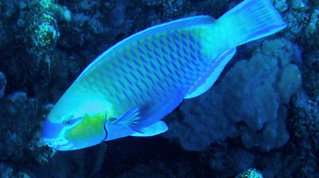 Click to View Bullethead Parrotfish<br><span style='font-size:12px'><i>Dave & Rose</i></span>