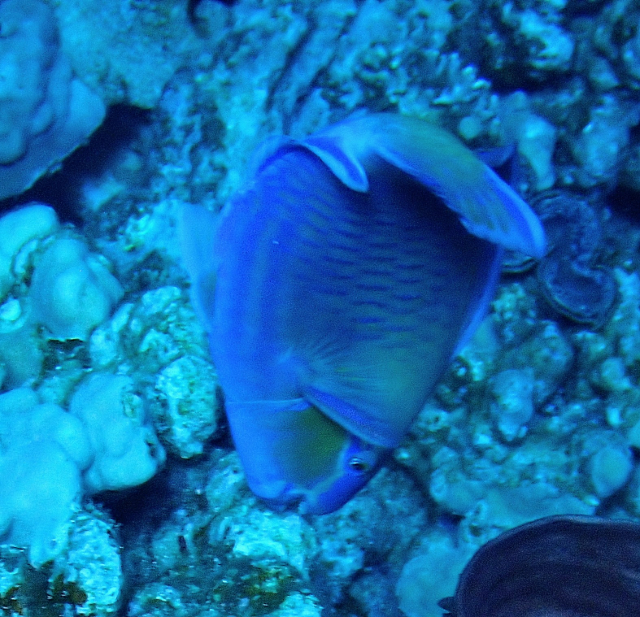 Click to View Bullethead Parrotfish<br><span style='font-size:12px'><i>Dave & Rose</i></span>