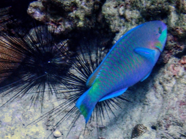 Click to View Bullethead Parrotfish<br><span style='font-size:12px'><i>Dave & Rose</i></span>