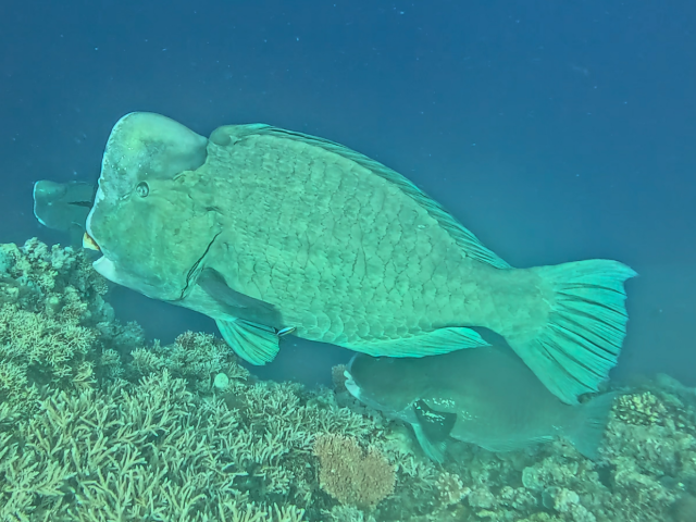 Click to View Bumphead Parrotfish<br><span style='font-size:12px'><i>Dave & Rose</i></span>