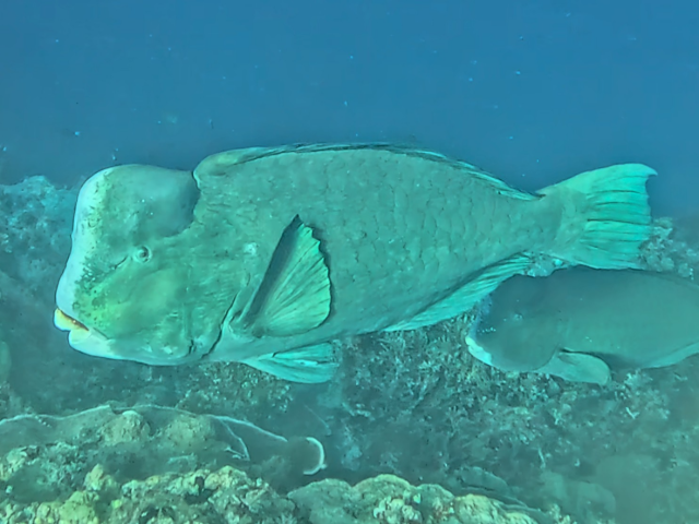 Click to View Bumphead Parrotfish<br><span style='font-size:12px'><i>Dave & Rose</i></span>