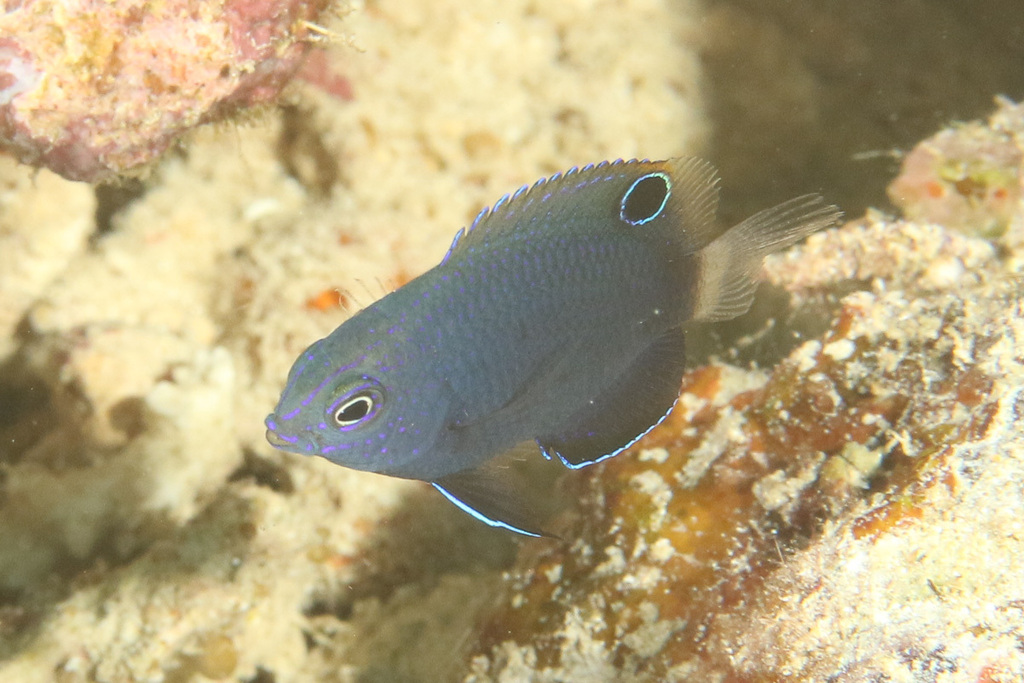 Click to View Burrough's Damsel<br><span style='font-size:12px'><i>iNaturalist</i></span>