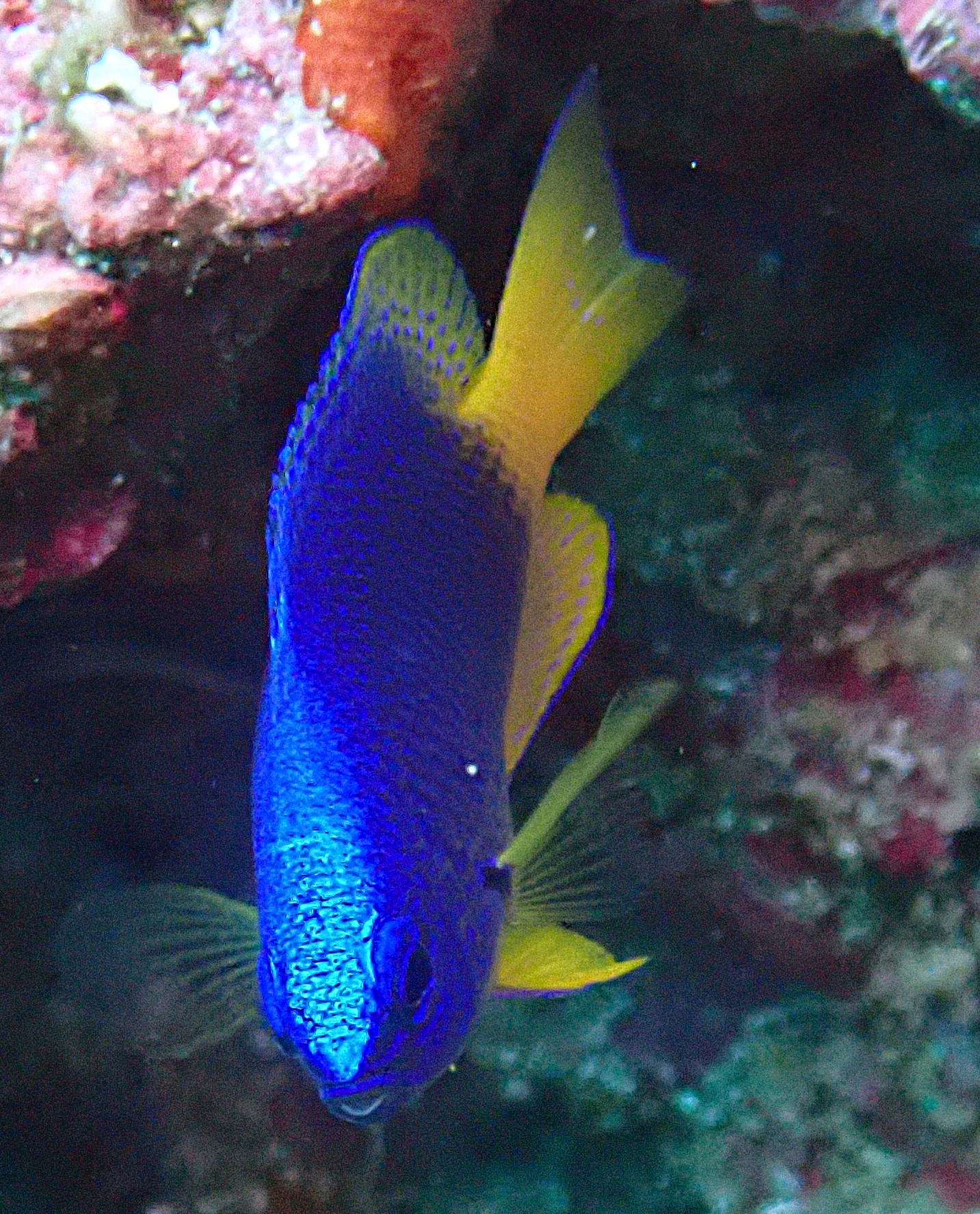 Neon Damsel<br><span style='font-size:12px'><i>Dave & Rose</i>&nbsp&nbspOman&nbsp&nbsp2nd Jan 2025</span>