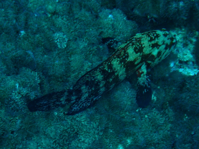 Click to View Camouflage Grouper<br><span style='font-size:12px'><i>Dave & Rose</i></span>