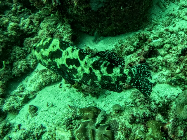 Camouflage Grouper<br><span style='font-size:12px'><i>Dave & Rose</i>&nbsp&nbspMaldives&nbsp&nbsp7th Jan 2026</span>