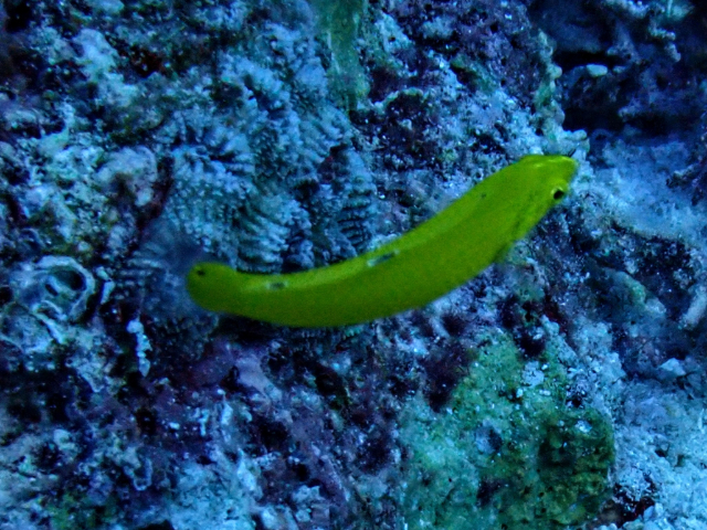 Canary Wrasse<br><span style='font-size:12px'><i>Dave & Rose</i>&nbsp&nbspPhilippines&nbsp&nbsp30th Apr 2026</span>