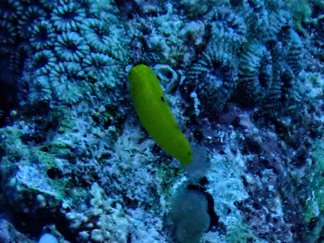 Canary Wrasse<br><span style='font-size:12px'><i>Dave & Rose</i></span>