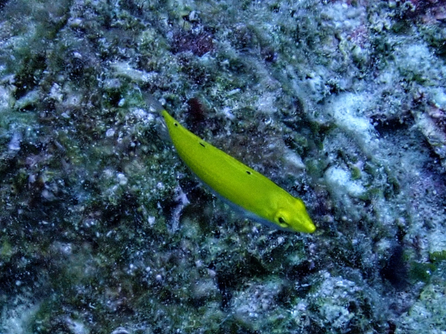 Click to View Canarytop Wrasse<br><span style='font-size:12px'><i>Dave & Rose</i></span>