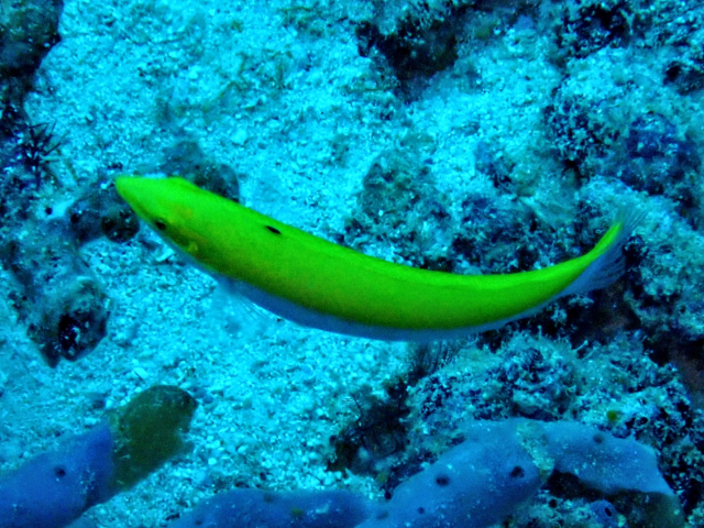 Click to View Canarytop Wrasse<br><span style='font-size:12px'><i>Dave & Rose</i></span>