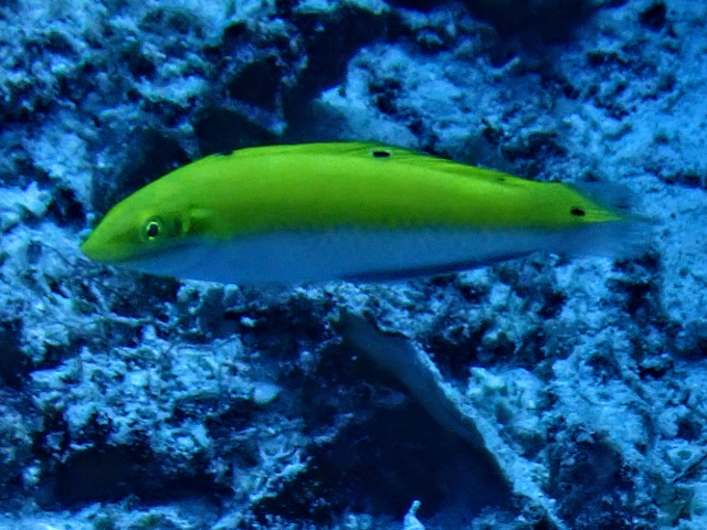 Click to View Canarytop Wrasse<br><span style='font-size:12px'><i>Dave & Rose</i></span>