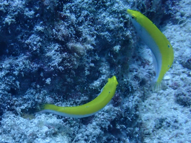 Canarytop Wrasse<br><span style='font-size:12px'><i>Dave & Rose</i></span>