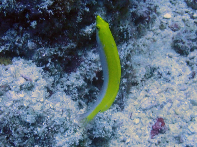 Canarytop Wrasse<br><span style='font-size:12px'><i>Dave & Rose</i></span>