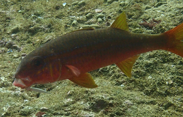 Click to View Cardinal Goatfish phase<br><span style='font-size:12px'><i>Dave & Rose</i></span>