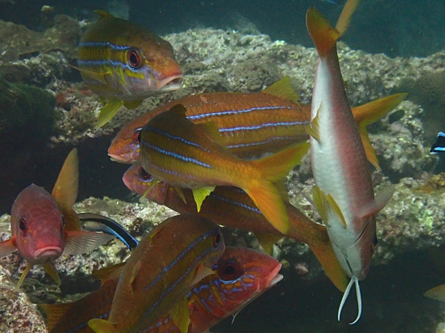 Click to View Cardinal Goatfish at cleaning station<br><span style='font-size:12px'><i>Dave & Rose</i></span>
