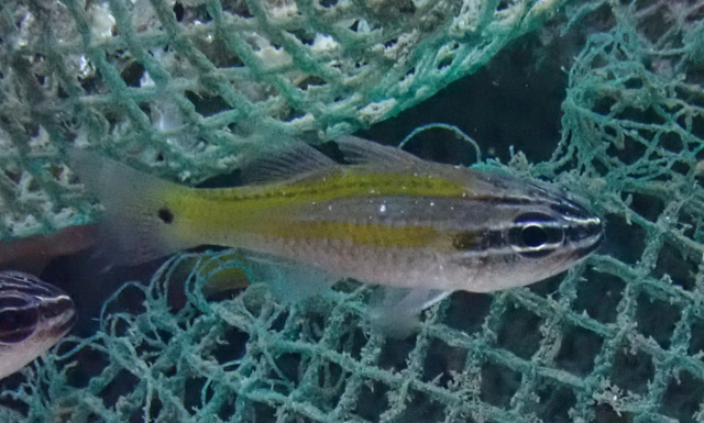 Click to View Caviti Cardinalfish<br><span style='font-size:12px'><i>Dave & Rose</i></span>