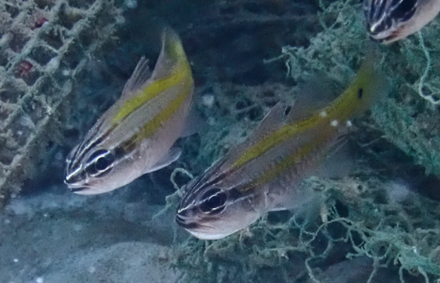 Click to View Caviti Cardinalfish<br><span style='font-size:12px'><i>Dave & Rose</i></span>