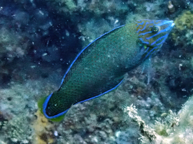 Chain-lined Wrasse<br><span style='font-size:12px'><i>Dave & Rose</i>&nbsp&nbspPhilippines&nbsp&nbsp26th Apr 2026</span>