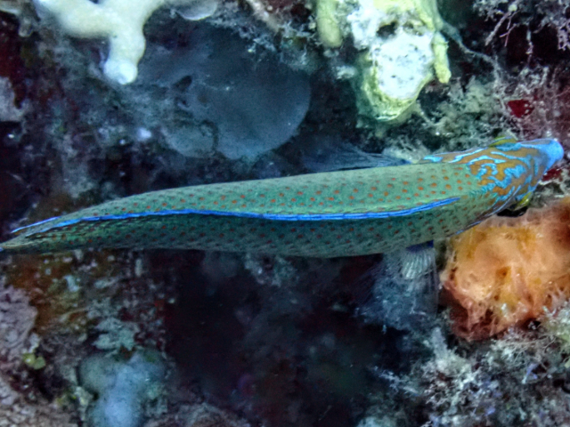 Chain-lined Wrasse<br><span style='font-size:12px'><i>Dave & Rose</i></span>