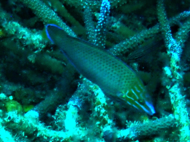 Chain-lined Wrasse<br><span style='font-size:12px'><i>Dave & Rose</i></span>