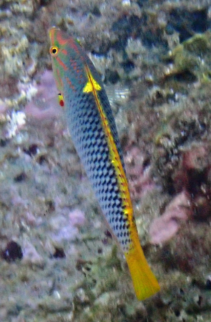 Click to View Chequerboard Wrasse<br><span style='font-size:12px'><i>Dave & Rose</i></span>