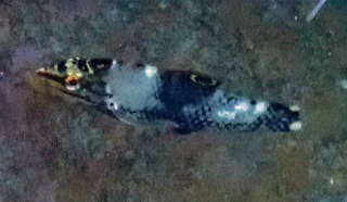 Click to View Chequerboard Wrasse Juvenile<br><span style='font-size:12px'><i>Dave & Rose</i></span>