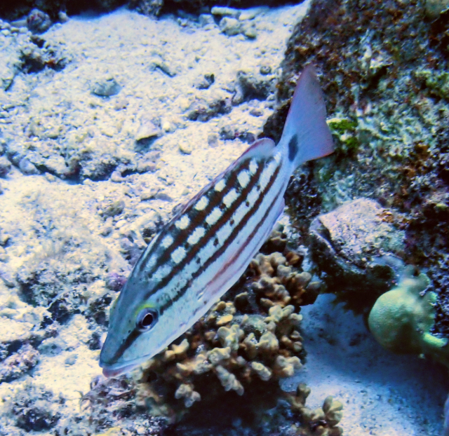 Click to View Checkered Snapper<br><span style='font-size:12px'><i>Dave & Rose</i></span>