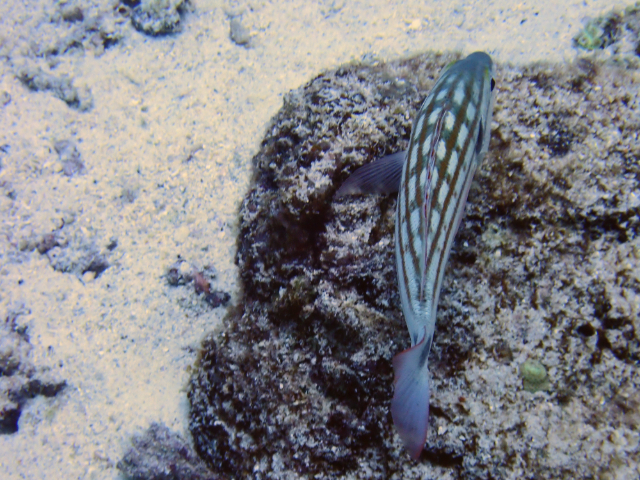 Click to View Checkered Snapper<br><span style='font-size:12px'><i>Dave & Rose</i></span>