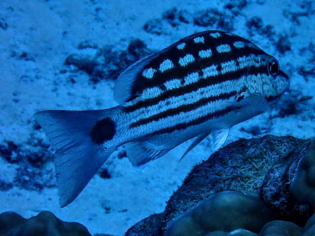 Click to View Checkered Snapper<br><span style='font-size:12px'><i>Dave & Rose</i></span>