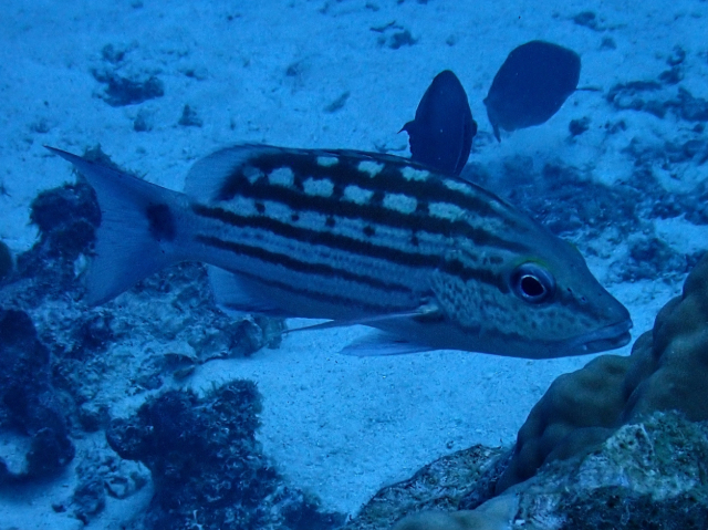 Click to View Checkered Snapper<br><span style='font-size:12px'><i>Dave & Rose</i></span>