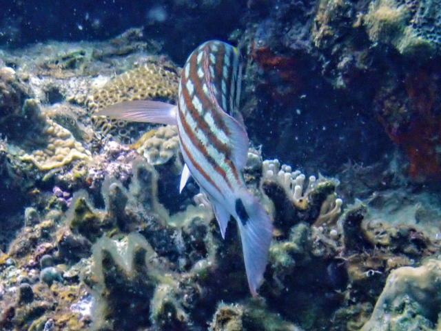 Checkered Snapper<br><span style='font-size:12px'><i>Dave & Rose</i></span>